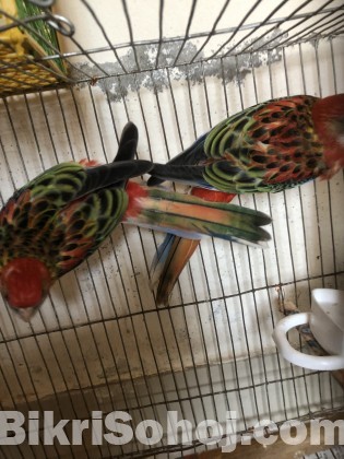 New Adult Rosella Bird